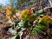 30 Helleborus niger (Ellebori) in avanzata fioritura sotto la Croce di Bracca